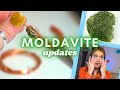 Moldavite Experience Updates!!! moving, job offers, and more!