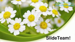 Summer Time Daisies Nature PowerPoint Templates Themes And Backgrounds ppt themes