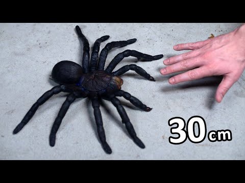 Video: Berapa lama tarantula pemakan burung Goliath hidup?