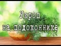 Как вырастить УКРОП на подоконнике. Простой способ выращивания УКРОПА в домашних условиях