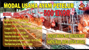 MODAL USAHA TERNAK AYAM PETELUR 500 EKOR