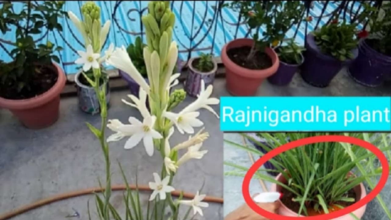 How to grow Tuber Rose plant and care it.🌸🌸/How to grow Rajnigandha plant and care it🌸🌸