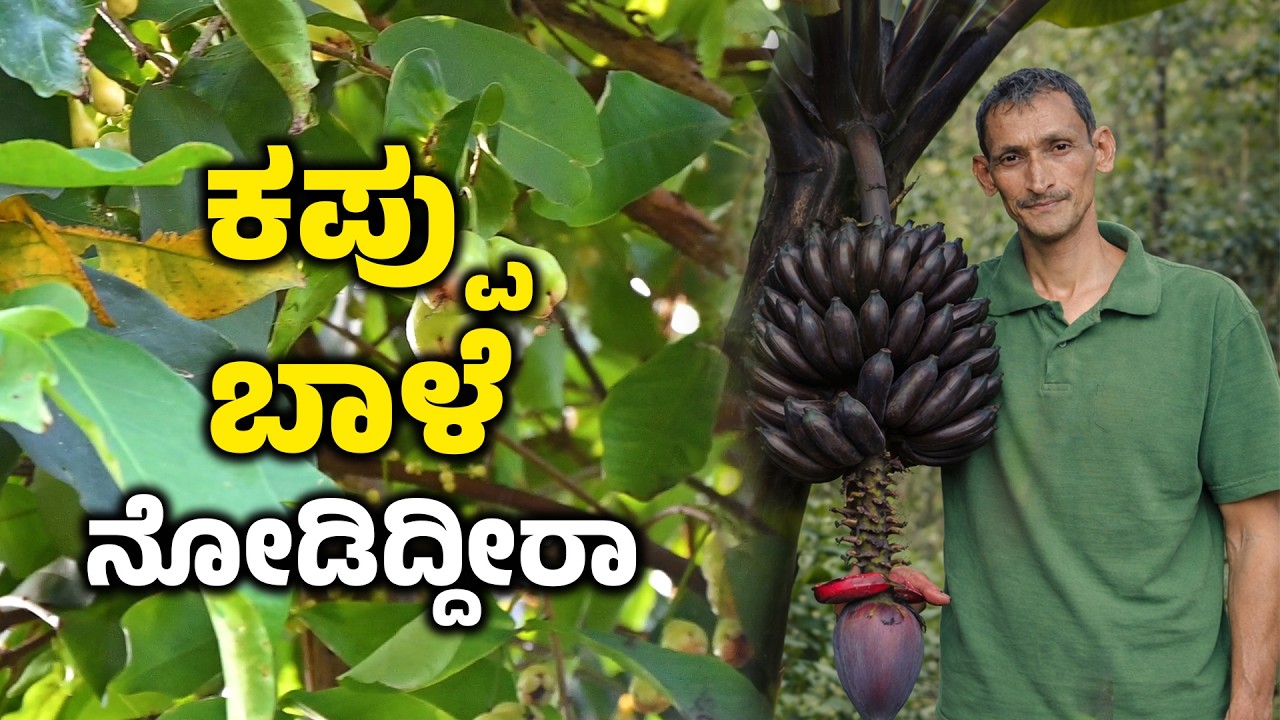 ಕಪ್ಪು  ಬಾಳೆ ನೋಡಿದ್ದೀರಾ