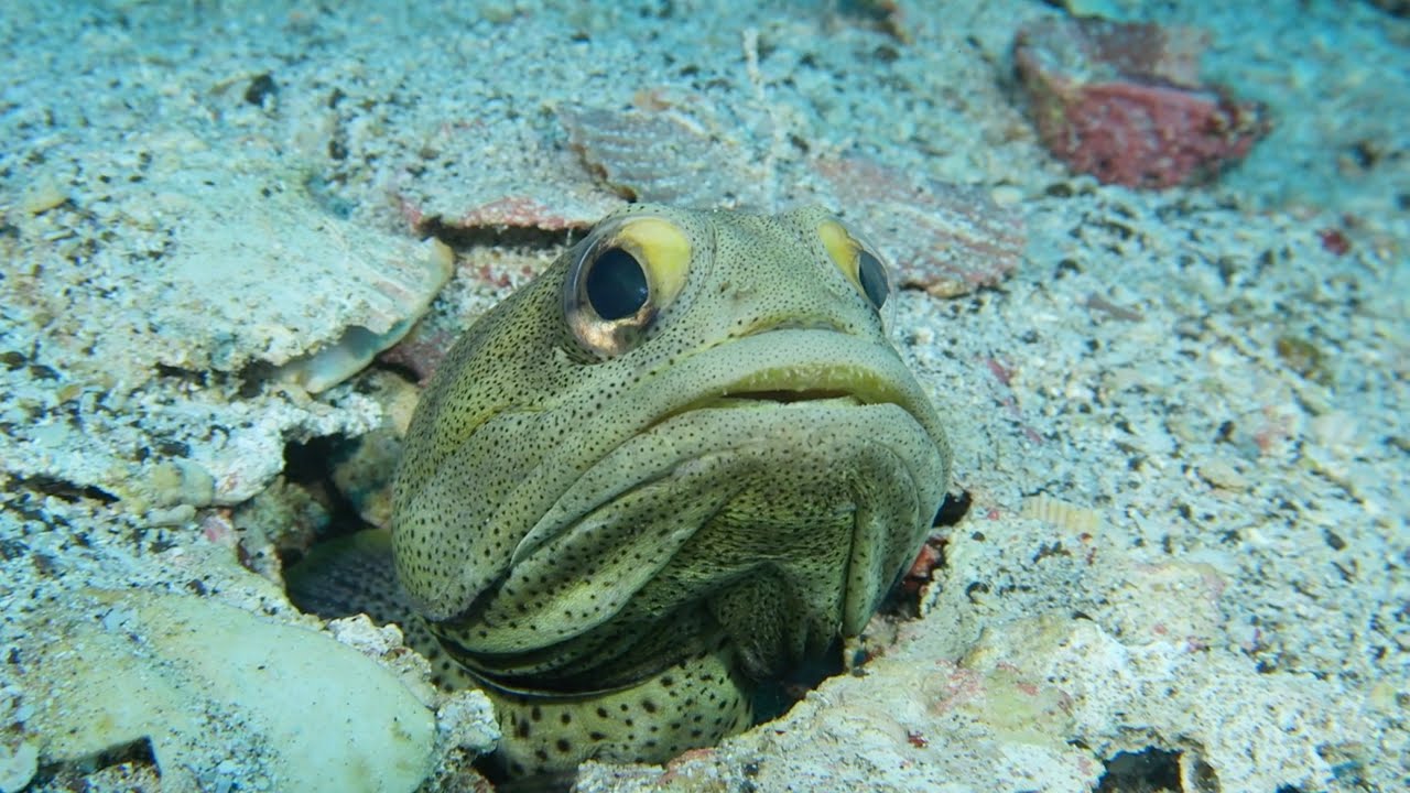 Giant Jawfish Outsmarts Diver - by Khurram Pervaiz