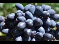 Виноград Кодрянка - сорт, с которым не расстанусь (Grapes Codreanca)