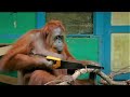 Incredible Orangutan Moments | Part 1 | BBC Earth