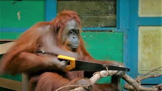 Incredible Orangutan Moments Part 1 Top 5S Bbc Earth