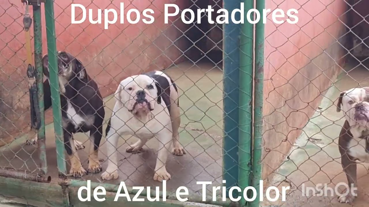 Novo acasalamento de Buldogue Campeiro Molosso di Jerivá (blue e tri genes). 