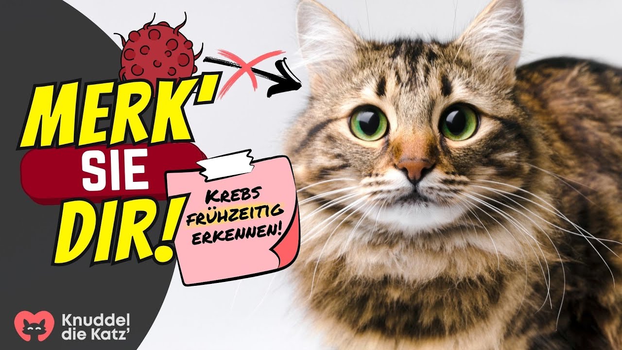 9 Warnzeichen für Krebs bei Katzen 🐾 (Tumore schnell erkennen)