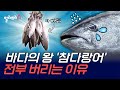 나 몸값 비싼 참다랑어 버림받은 이유 알려드리G1 