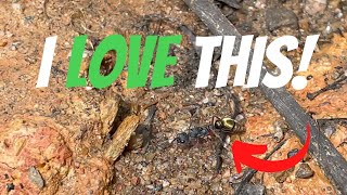 1,000 SUBSCRIBER GIVEAWAY | Queen Bull Ant Hunting