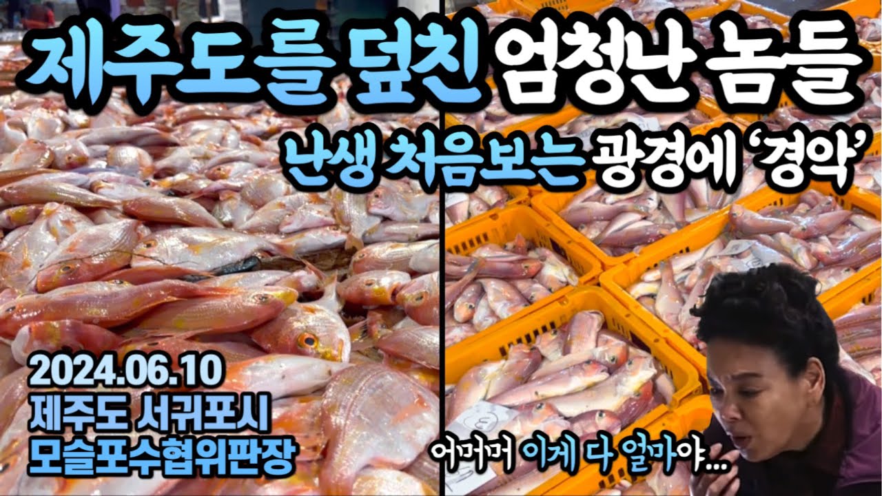 미쳤다,무려 이게 다 OO입니다!엄청난 물량이 터진 최고급생선,황당한 광경에 경악!😱(제주ep.3)