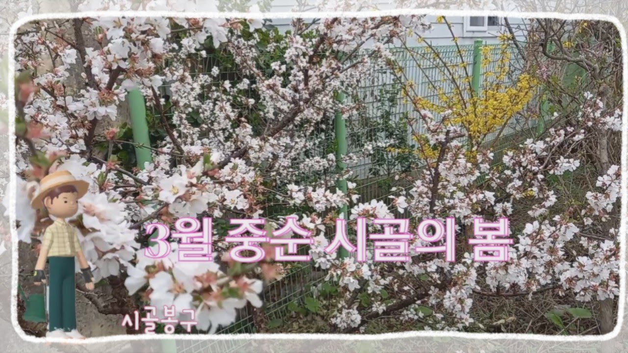 시골집 마당정원과 텃밭 3월 중순에 약속한 꽃들 Flowers bloom in March YouTube