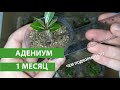Адениум, 1 месяц после посева, чем лучше всего подкармливать маленький Адениум
