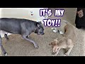 Talking Pitbull Tells Dad He Needs His Toys! Brother Tries stealing!!