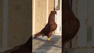 Top 10 most fancy pigeon? || #short #viral #top10 #fancypigeon #trending ##ytshorts