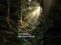 The Hidden Web Below Forests #forest #Science #PlanetEarth
