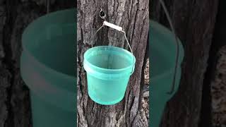 Sugar maple tree spring sap tapping. Wealth