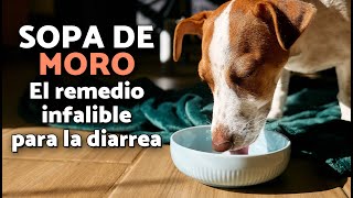SOPA DE MORO🥣🥕 El mejor remedio natural pra la diarrea en perros y gatos que pocos conocen 🐶🐱