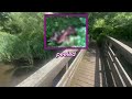 WHAT KILLED THIS DEER? | Big cat researcher explains remains found in Birmingham