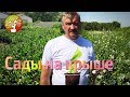 Места размещения контейнерного сада