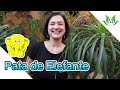 Pata de Elefante