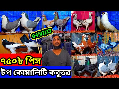 শরিফ ভাইয়ের কবুতর ৭৫০ টাকা পিস থেকে শুরু টপ কোয়ালিটি ফেন্সি কবুতর বিক্রি হবে