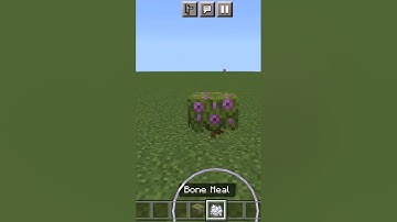 how to grow flowering Azalea in Minecraft #shorts