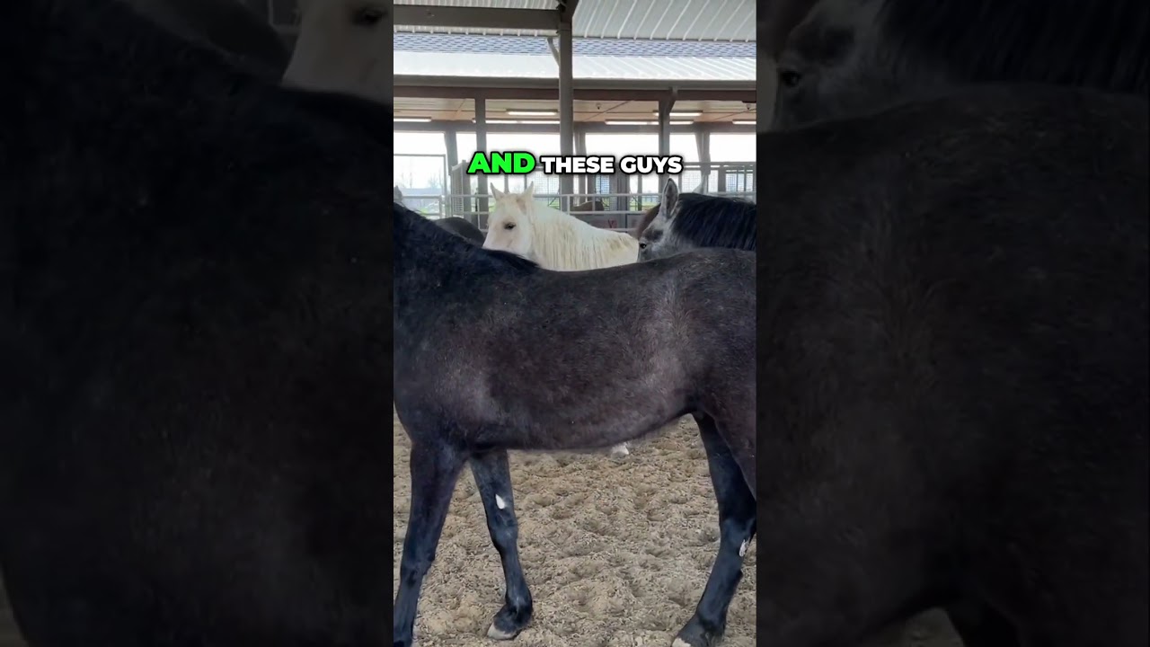 Meet My Amazing Walking Horse Geldings: Training Highlights