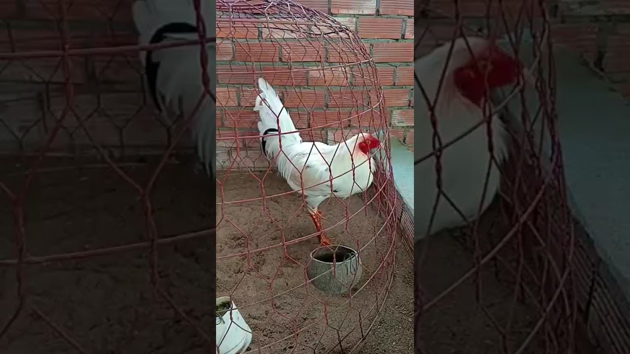 Tốp 16 bé trống mái ae xem hop lh e 0869/697//167 gà mỹ Trà Vinh. Ga mỹ thiên khôi 