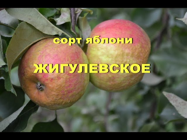 Яблоня жигулевское опылители