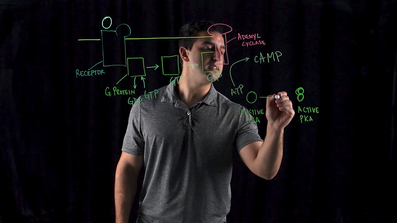 Cyclic AMP Mechanisms YouTube