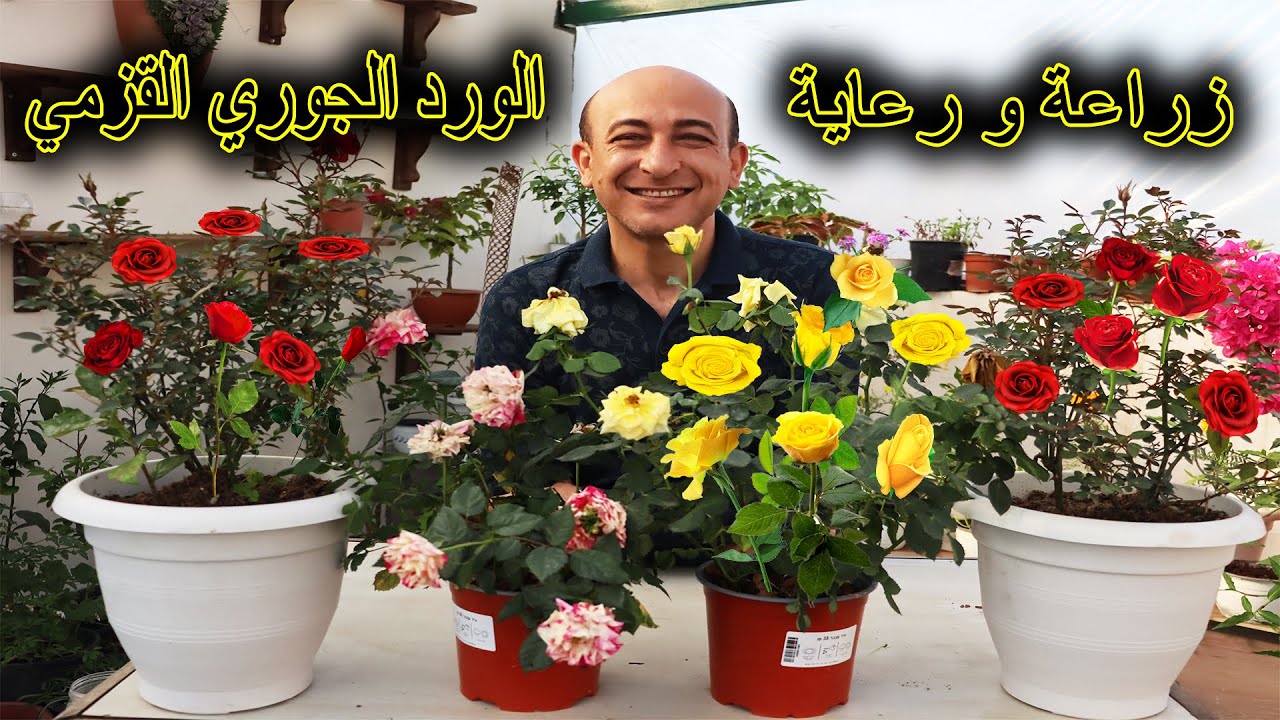 الورد الجوري القزمي و العناية به لإزهار غزير