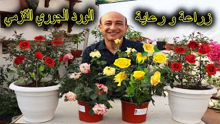 الورد الجوري القزمي و العناية به لإزهار غزير