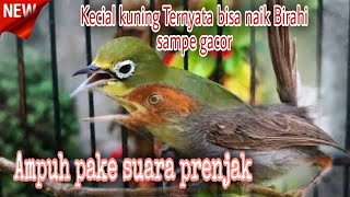 Download lagu Kecial kuning langsung birahi pake Pancingan prenjak kepala merah