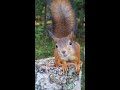 🔴 24/7 Live Forest Live 🐿️🐦 :: Squirrels and Tits at the Feeder#forest #nature #wildlife