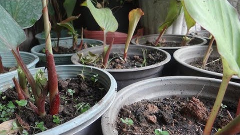 ngải đen trị ung thư , CÂY NGẢI ĐEN  , ngải đen xuyen trứng , Thần dược trị ung thư thời kỳ cuối