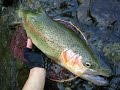 北海道の渓流でルアー釣り☆新規の渓の50upレインボー!しかしアクシデントが… June, 2015 Hokkaido. Small Stream Lure Fishing Rainbow Trout