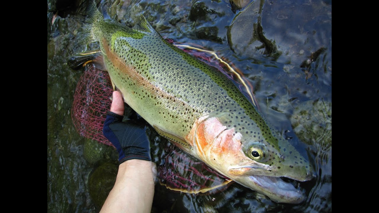 北海道の渓流でルアー釣り☆新規の渓の50upレインボー！しかしアクシデントが… June, 2015 Hokkaido. Small Stream Lure Fishing Rainbow Trout