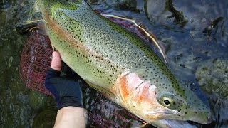 北海道の渓流でルアー釣り新規の渓の50upレインボー！しかしアクシデントが… June, 2015 Hokkaido. Small Stream Lure Fishing Rainbow Trout