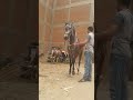 المعلم عبدالغنى الشيخ الزلزال