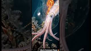 The Deadliest Punch in the Ocean Just Met Its Match | #shortsfeed #animalsofearth