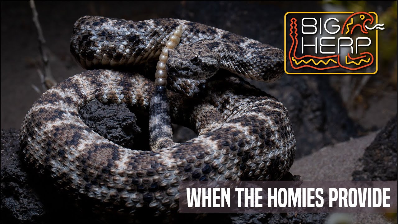 Late Plan Pivot | Homies Provide