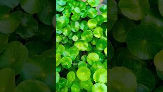 Centella Asiatica Extract