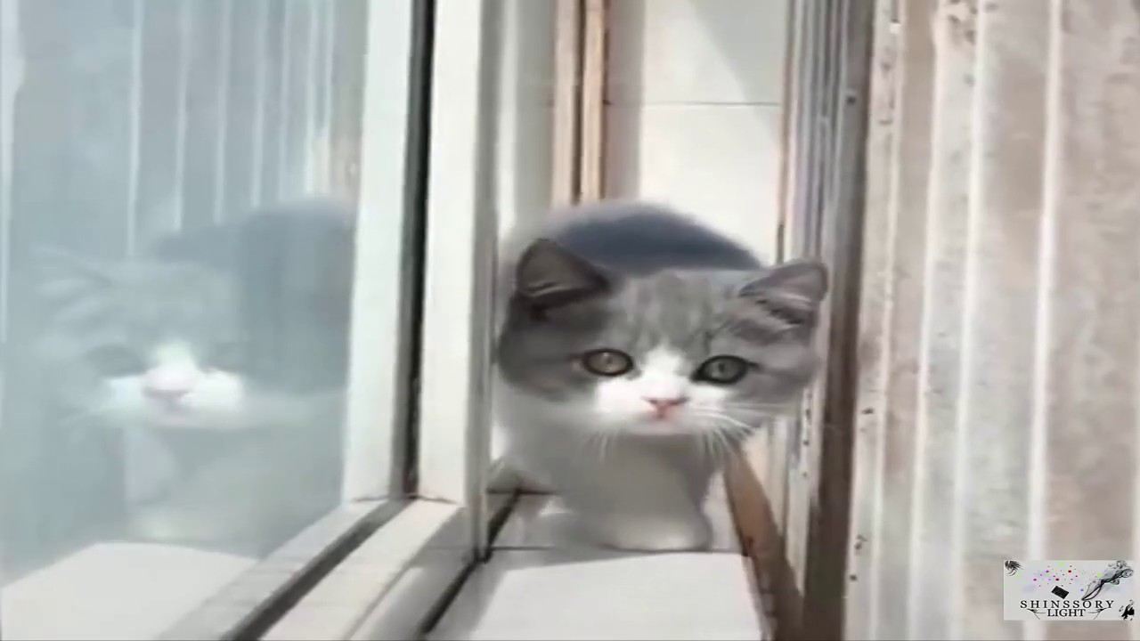Video Kucing - kucing lucu, imut dan gemesin banget Terbaru 2020 #2