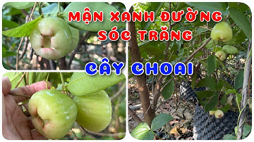 Cây Mận xanh đường Sóc Trăng cây choai | 0386569374 - Ngọc Ngân Bến Tre | Chuyên cây độc lạ