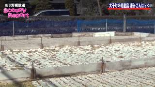 茨城放送　スクーピーレポート　「大子町の特産品 凍みこんにゃく」