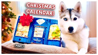 My Dog Opens RIDICULOUS Advent Calendar! (Skaya's Advent Calendar Adventures  PART 1)