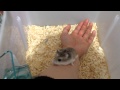 撮影中のハプニング!ロボロフスキーハムスター roborovski hamster