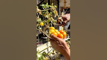 Harvesting Tomatoes in our garden 😋😍😋 Part-3 #shorts #youtube  #youtubeshorts  #garden #ytshorts